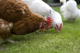 Quantitation of Antibiotics and Insecticides in Poultry Feed using LC-MS/MS