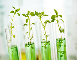 Mass Spec Strategies for Plant Metabolomics