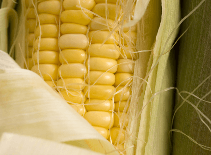 From Extraction to Cleanup—Measuring Mycotoxins from Cornmeal Products