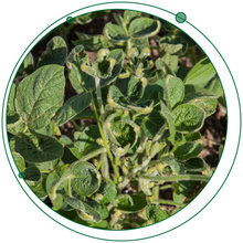 3 Dicamba Analysis Questions You Need to Ask Yourself Today