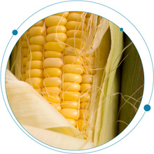Mycotoxin concerns amidst a pandemic: a discussion on how to optimize your food safety analysis