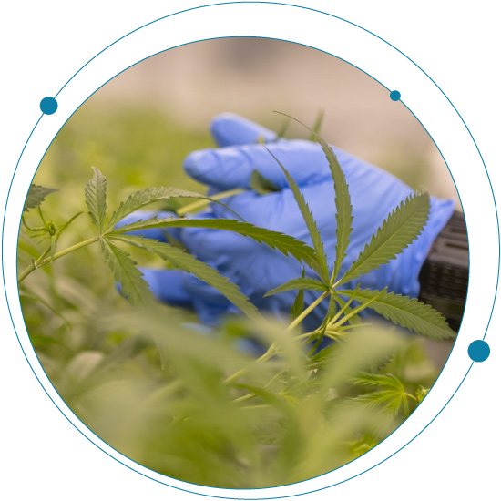 Testing for pesticides in cannabis and hemp