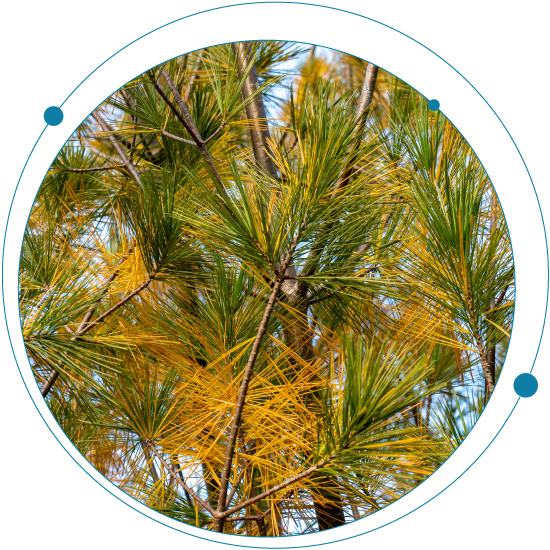 Telling the PFAS story with pine needles