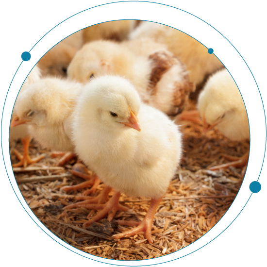 Eliminate chick culling with innovative technology